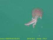 7 - Medusa - Jellyfish